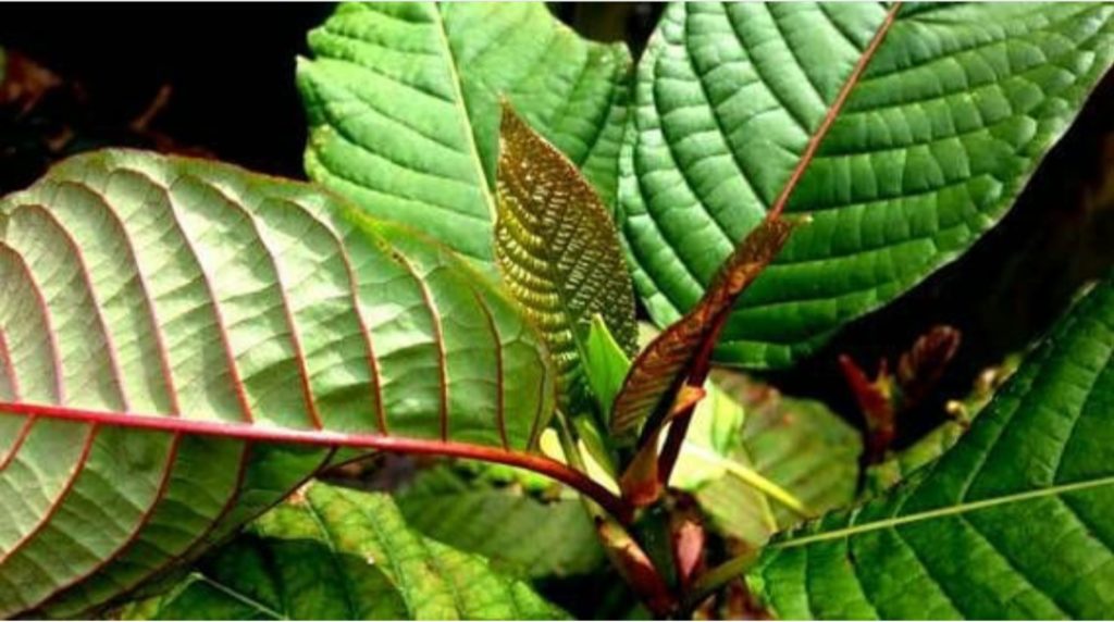 Tanaman Kratom Tanaman Kratom
